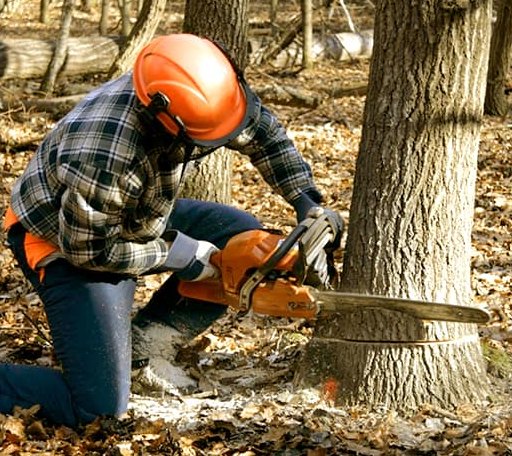 Tree Removal in Jefferson, AR